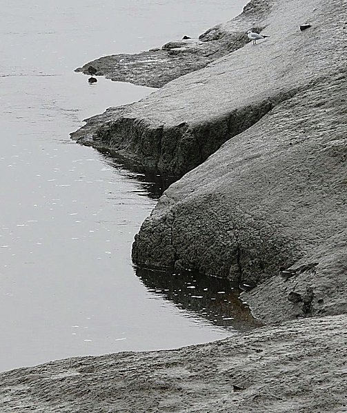 Vasière de Méan