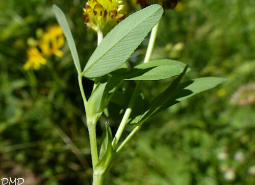 Trifolium spadiceum  -  trèfle brunâtre