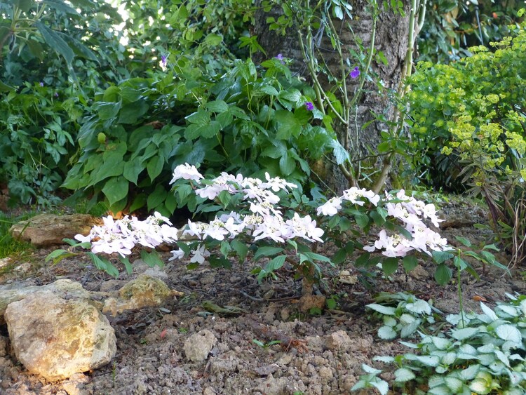 Viburnum Molly schroeder