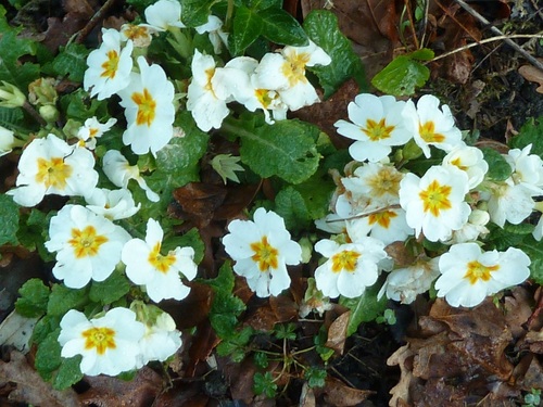 Mon jardin en février.