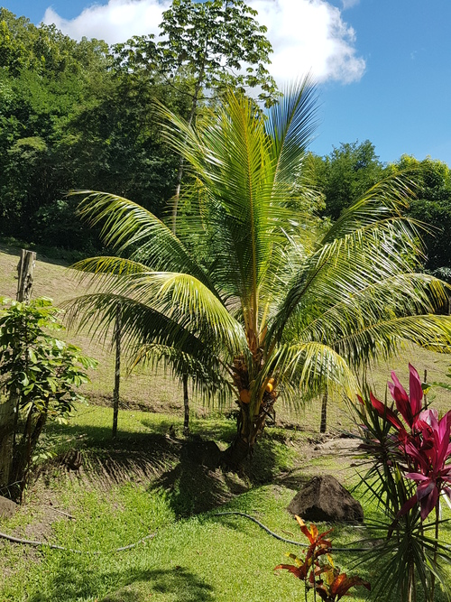 Savane des esclaves Martinique