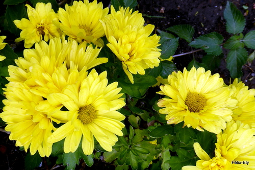 Encore des fleurs jaunes !