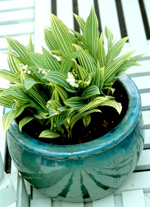 Fleurs cultivées : Muguet