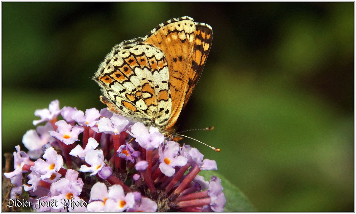 Mélitée du Plantain (2) - Melitaea cinxia