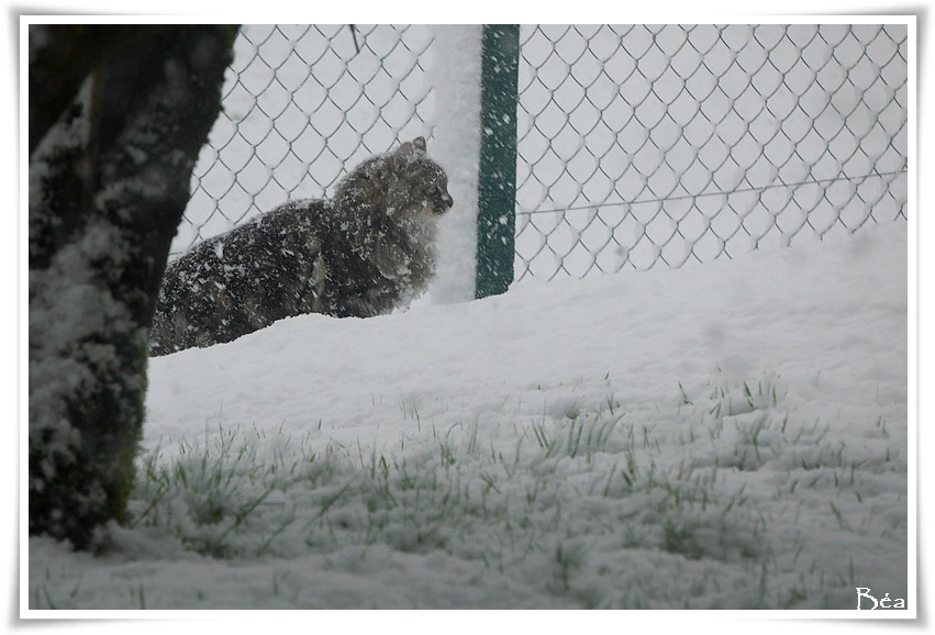 Episode neigeux