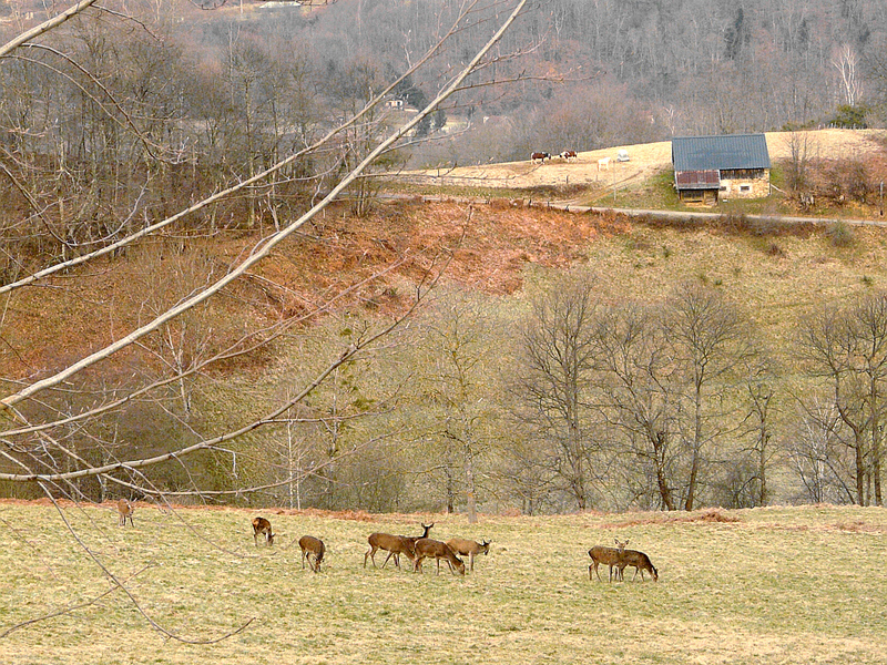 Biches à Lartigau - Milhas - Haute Garonne