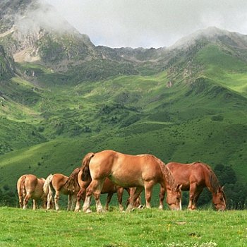 le cheval se sent à l'aise dans une harde.