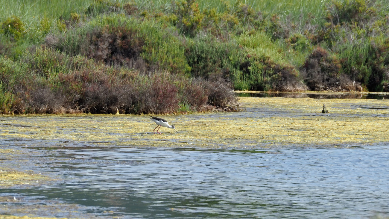 19/7 paysages des vieux salins de Hyères