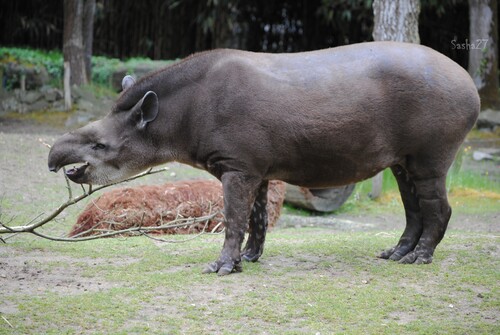 Shadow, la tapir terrestre.