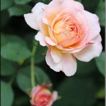 Rose de Gerberoy