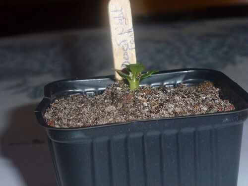 Adenium Arabicum Desert Night Fork à 2 mois
