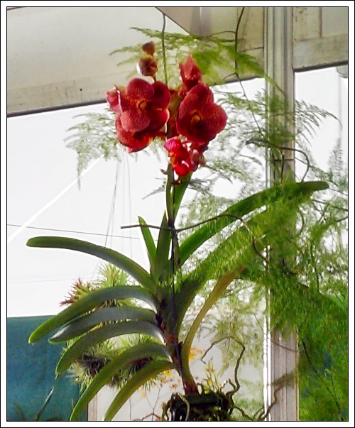- FLORÉAL AU PORT 2/7 (Réunion)