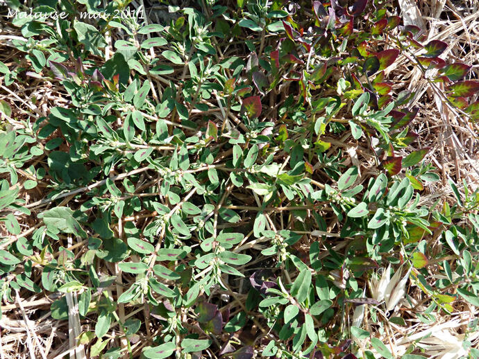 Euphorbia maculata - euphorbe maculée