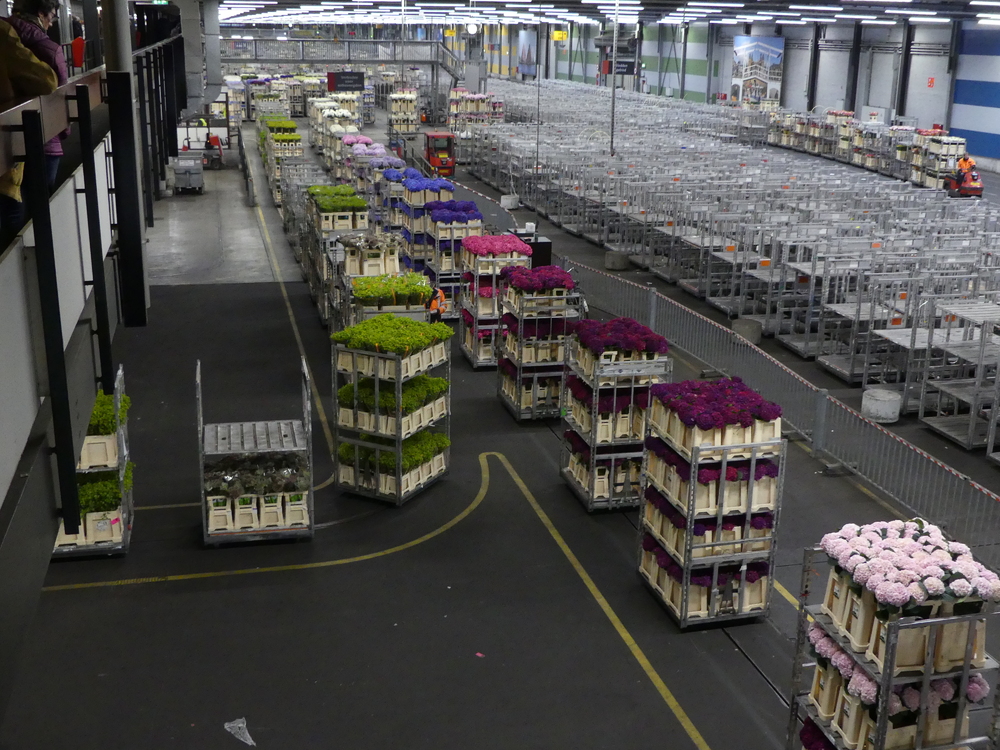 HOLLANDE  EXPRESS - VOYAGE AU PAYS DE L'EAU - Jour 3 le marché aux fleurs d'Aalsmeer