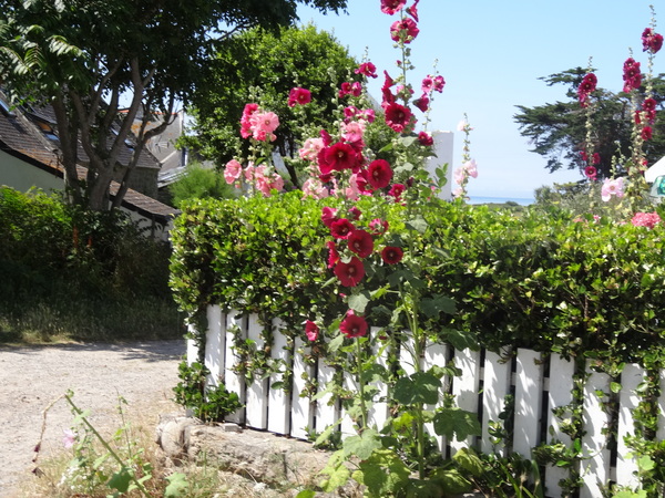 Les chemins fleuris de l'ile d'Hoedic