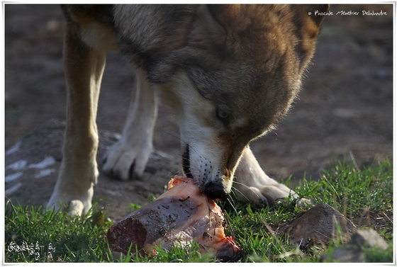 Loups de Sibérie (Canis lupus albus)