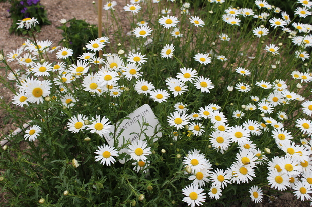 Fleurs serres municipales