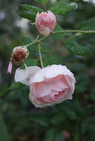 Les roses de septembre 2013 : rose et blanc