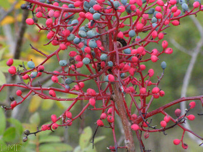 Pistacia terebinthus - térébinthe