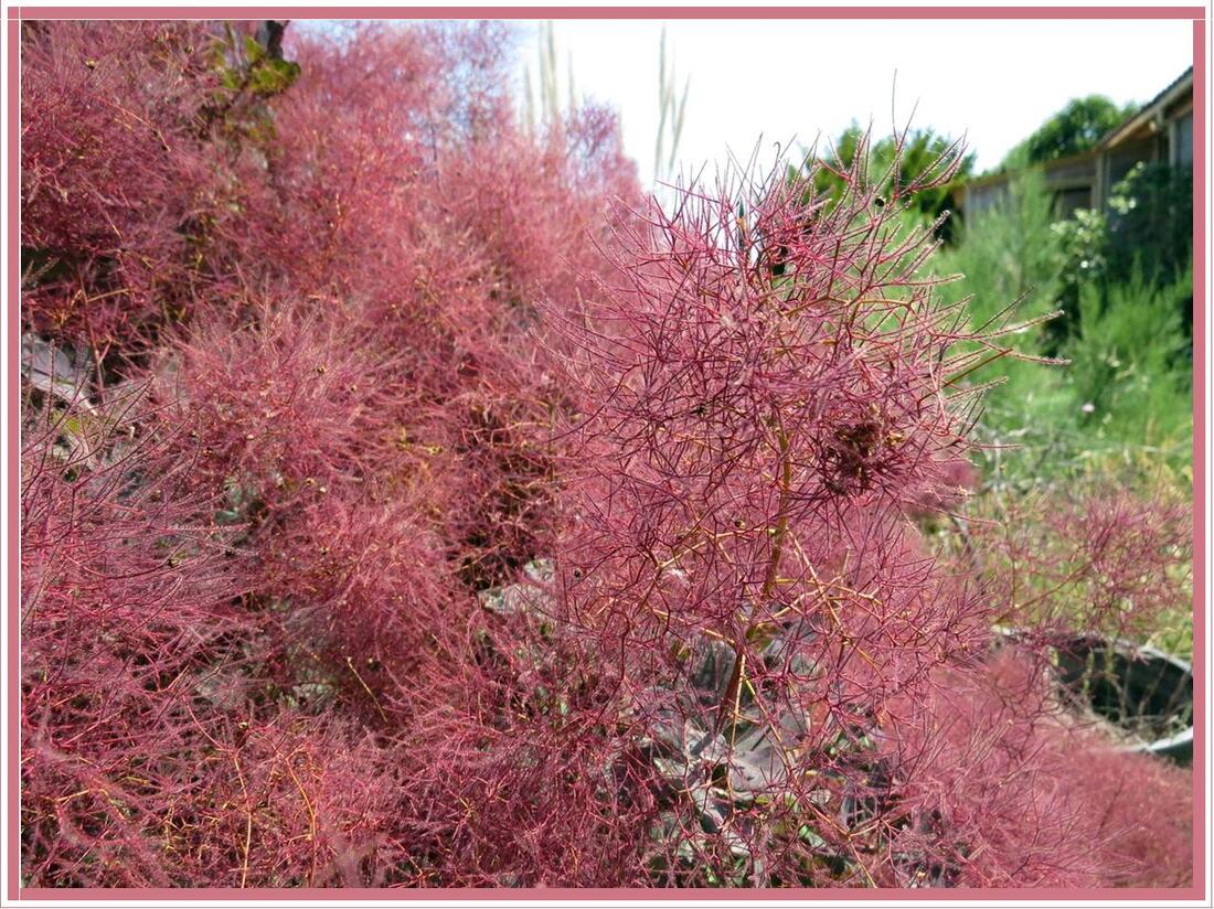 Le Cotinus coggygria 'Royal Purple' en fleurs