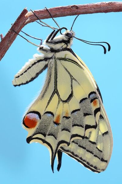 Papillons magnifiques