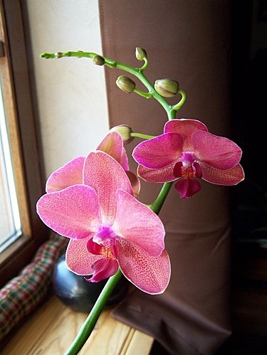 orchidee 19 nov 2011