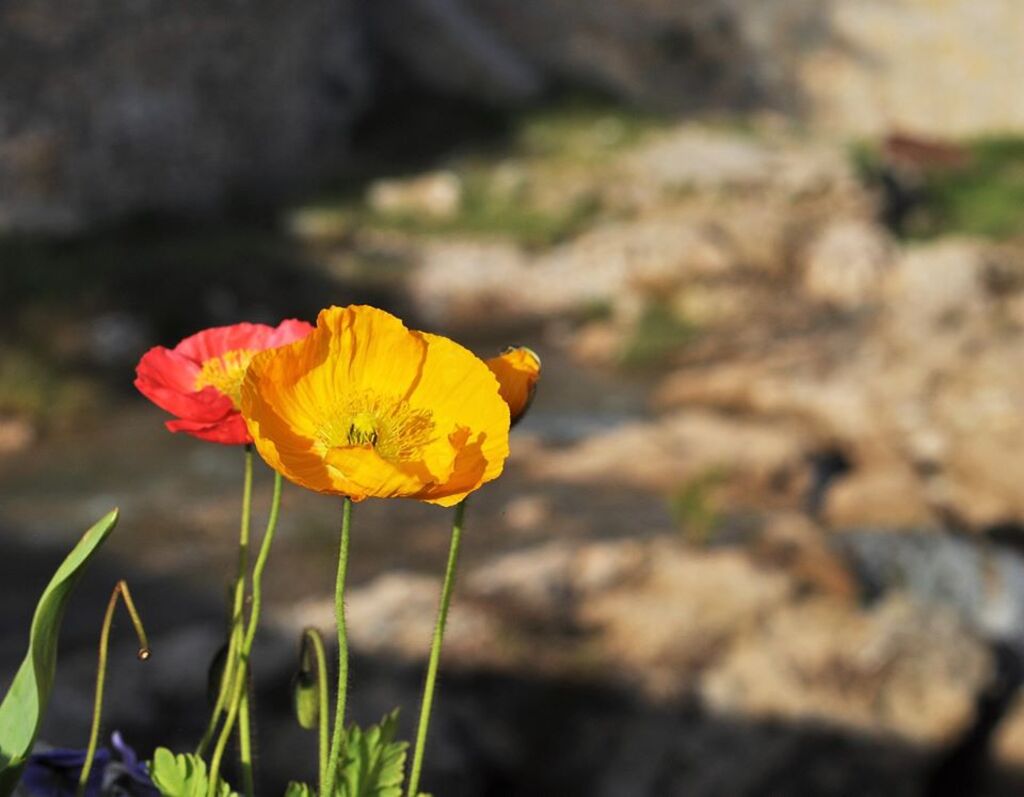 Fleurs en bordure de la cascade de Trans!