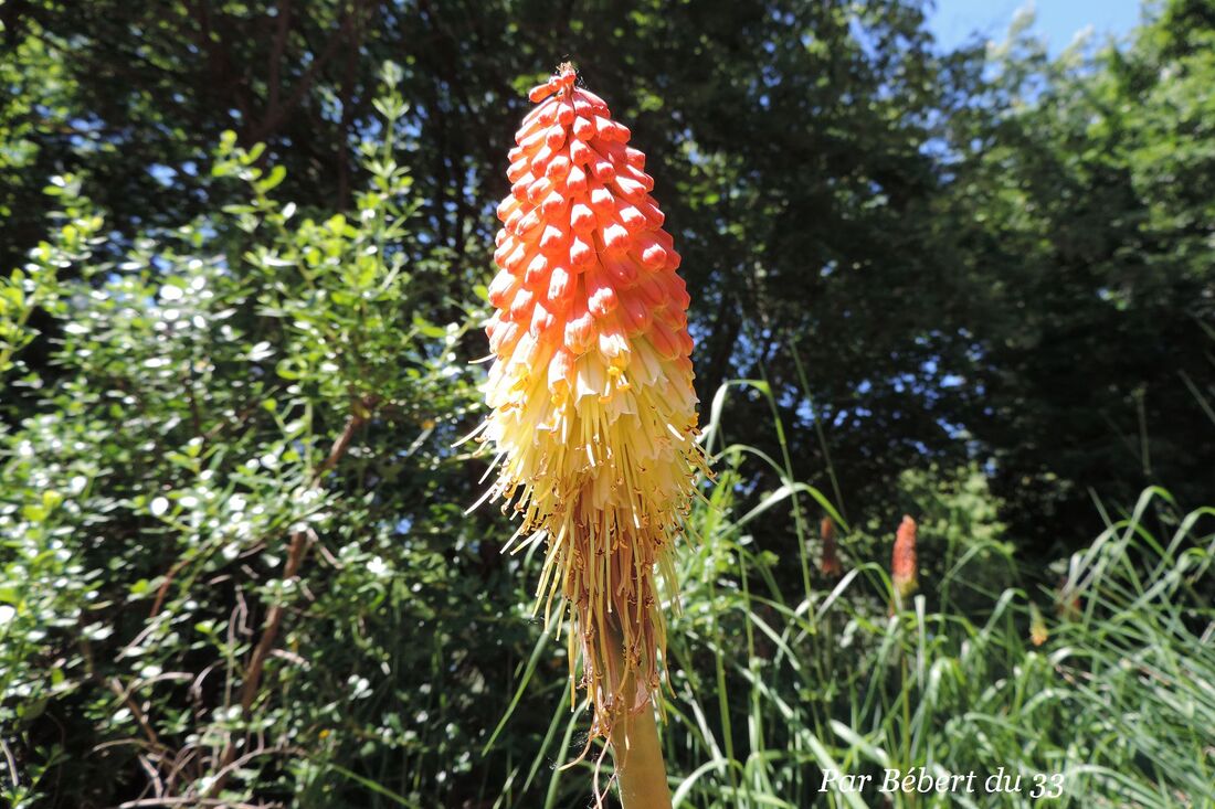 une grande fleur ?