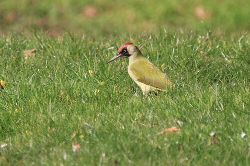 Pic Vert (European Green Woodpecker)