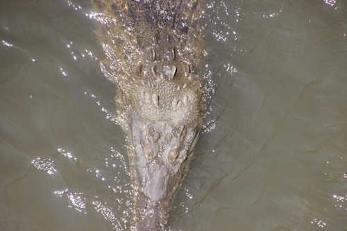 Crocodiles et caïmans