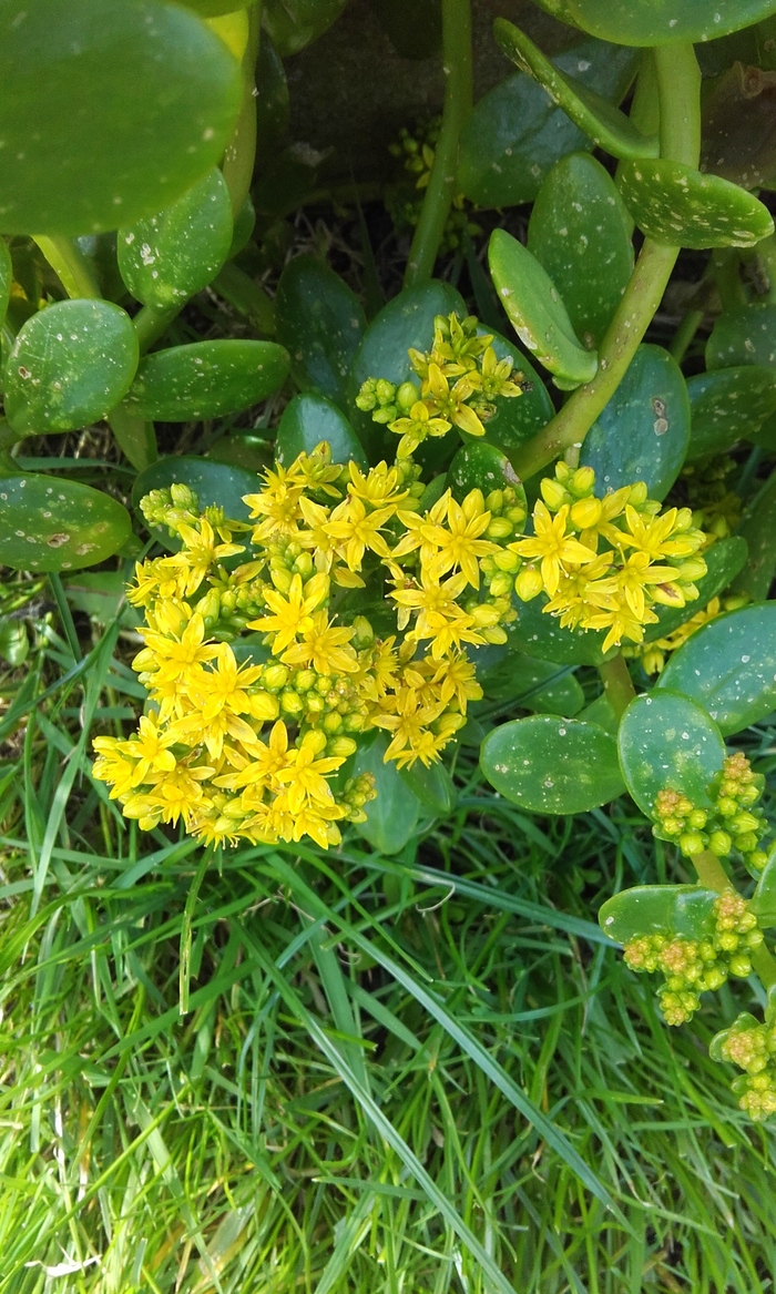 Fleurs jaunes 