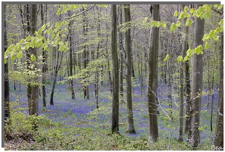 La forêt en couleur