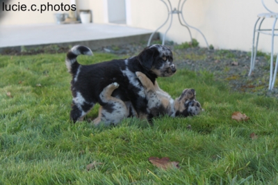 Blog de jephotographie :jephotographie, chiots