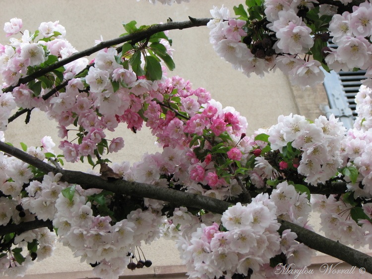 Cerisier à fleurs du Japon
