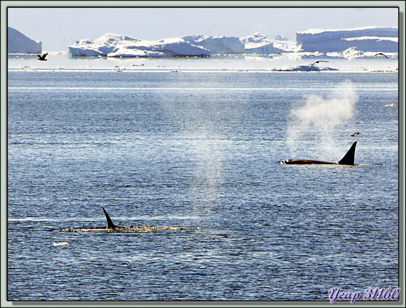 Paradise Bay: rencontre avec des orques épaulards (Killer Whale) - Péninsule Antarctique