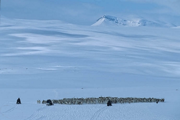 Migration des rennes