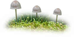 Mini champignons mousse