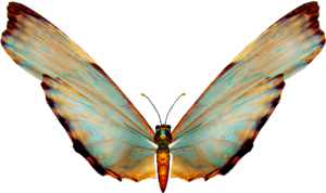 Papillons / 3