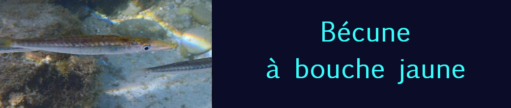 bécune à bouche jaune