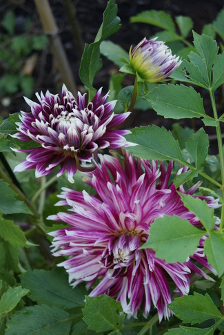 Des dahlias pour fleurir le jardin en fin d'été.