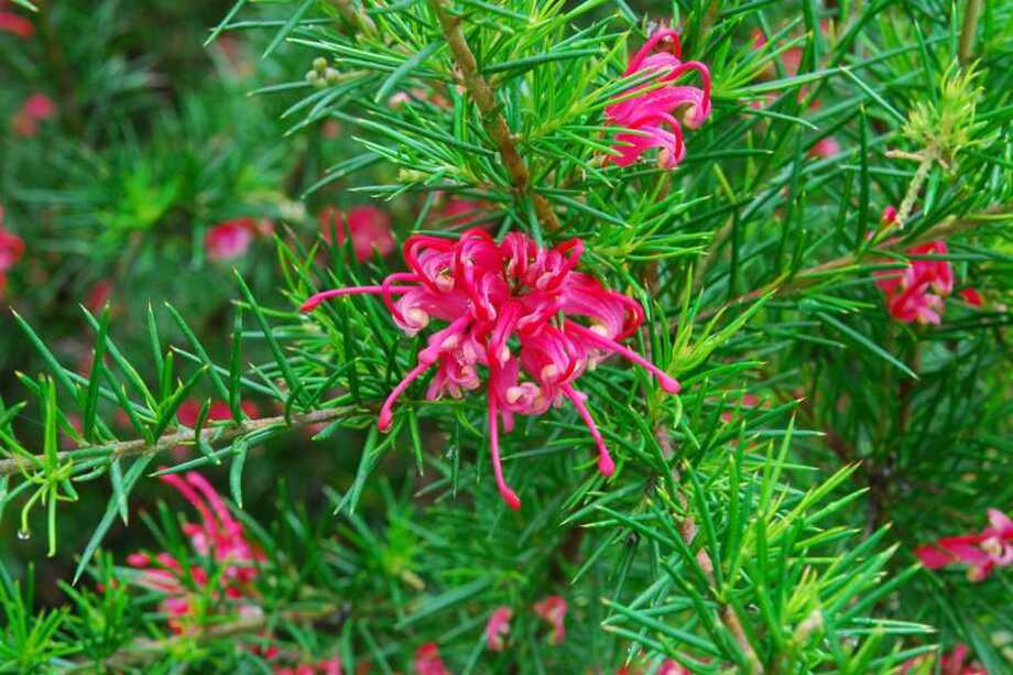 Grevillea Juniperina "Arbuste Persistant"