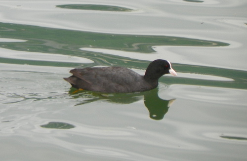 La foulque macroule