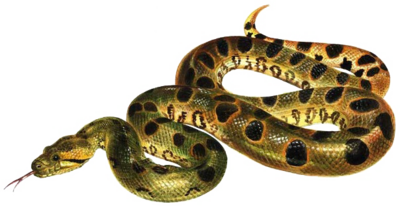 Tubes serpents 