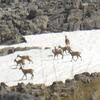 Harde d'isards sur la neige