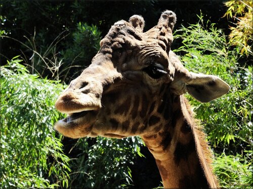 Girafe de Kordofan (Zoo des Sables d'0lonne)