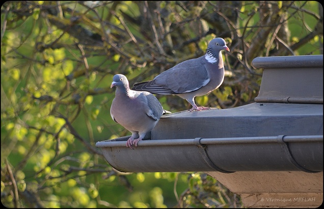 Rambouillet : Pigeon ramier ou palombe