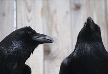 Bel oiseau noir ... 