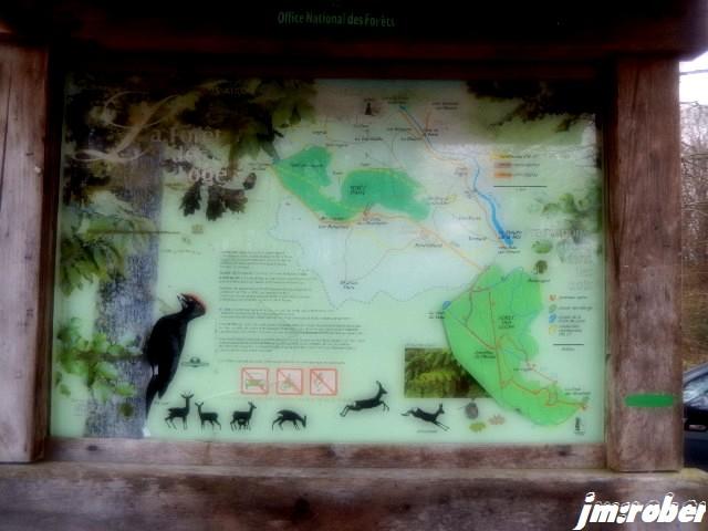 Nature : Promenons nous dans le bois.......