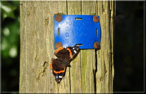 Vanessa atalanta (Le vulcain)