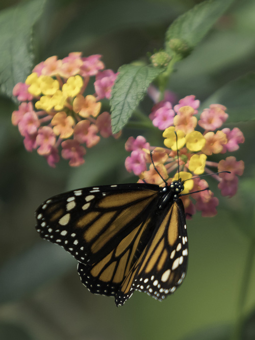 PAPILLONS DU MONDE